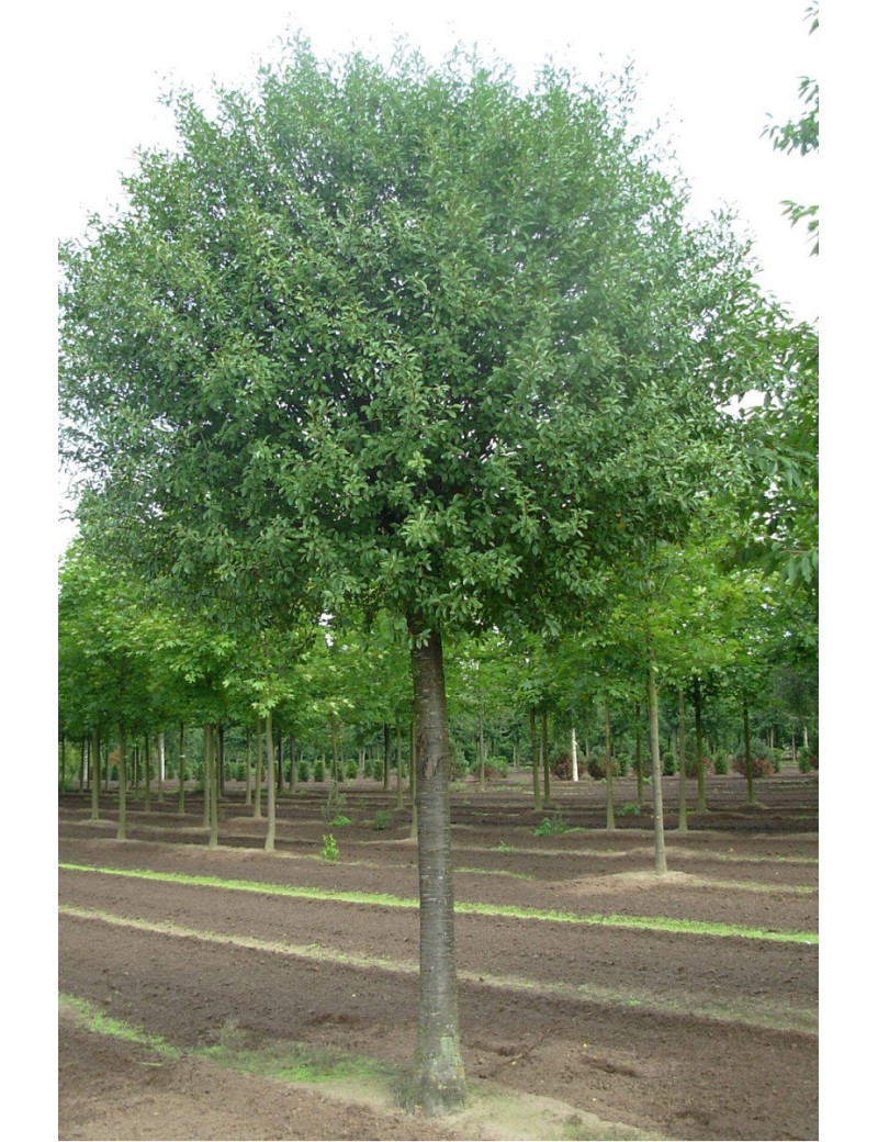 PRUNUS fruticosa GLOBOSA