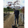 ALBIZIA julibrissin EVEY'S PRIDE En pot de 15-20 litres forme baliveau