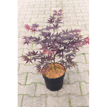 ACER palmatum BLOODGOOD En pot de 4-5 litres