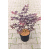 ACER palmatum BLOODGOOD En pot de 4-5 litres