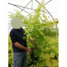 ACER palmatum ORANGE DREAM En pot de 10-12 litres