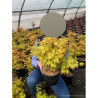 ACER palmatum ORANGE DREAM En pot de 4-5 litres