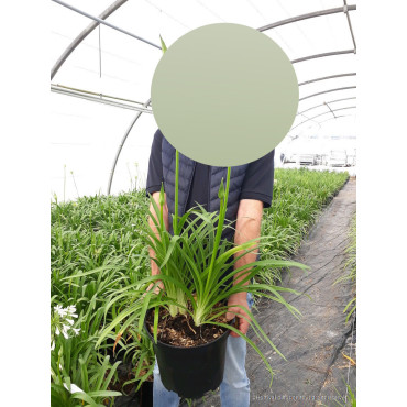 AGAPANTHUS ARTIC STAR En pot de 10-12 litres