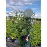 BUDDLEIA davidii PINK DELIGHT En pot de 10-12 litres