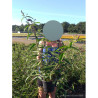 BUDDLEIA davidii WHITE PROFUSION En pot de 4-5 litres