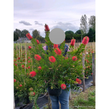 CALLISTEMON laevis En pot de 4-5 litres