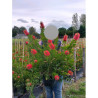 CALLISTEMON laevis En pot de 4-5 litres