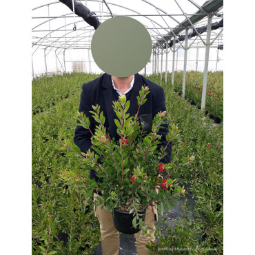 CALLISTEMON laevis