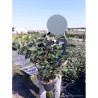 ELAEAGNUS ebbingei En pot de 4-5 litres