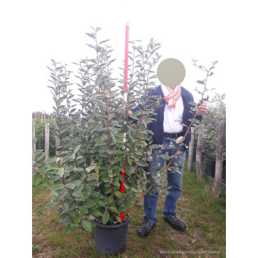 ELAEAGNUS ebbingei En pot de 15-20 litres