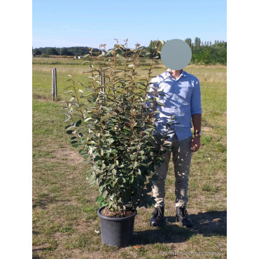 ELAEAGNUS ebbingei En pot de 15-20 litres