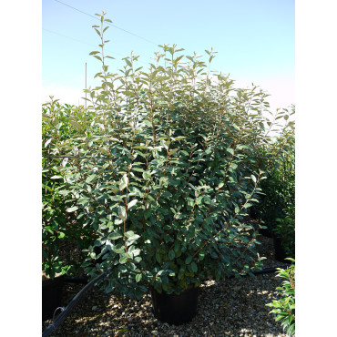 ELAEAGNUS ebbingei En pot de 35-50 litres