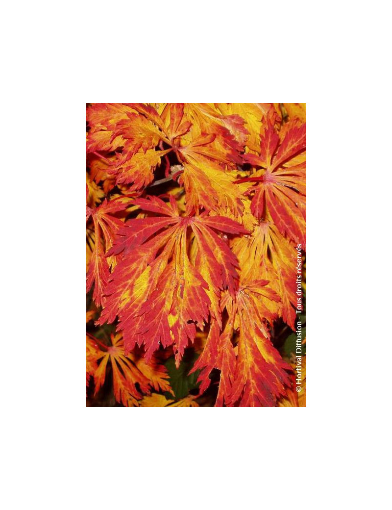 ACER japonicum ACONITIFOLIUM