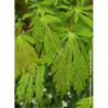 ACER japonicum ACONITIFOLIUM