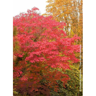 ACER japonicum ACONITIFOLIUM