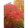 ACER japonicum ACONITIFOLIUM