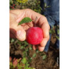 MALUS APPLETINI ® (Pommier d'ornement)5