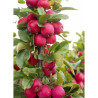 MALUS APPLETINI