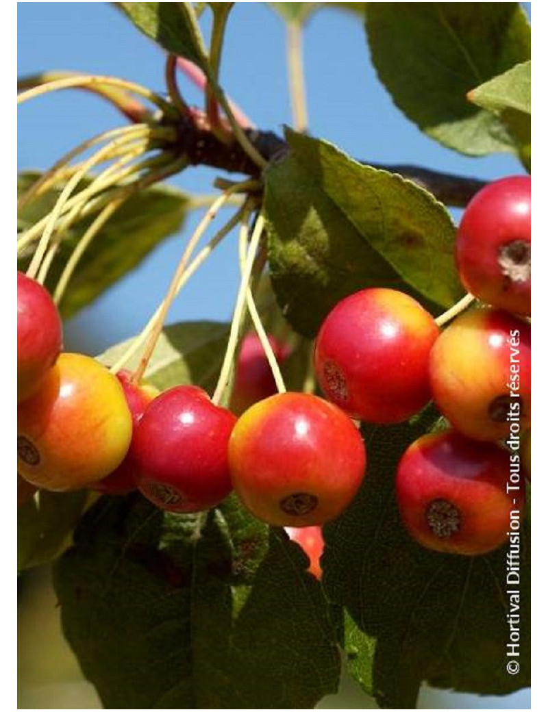 MALUS RED JEWEL