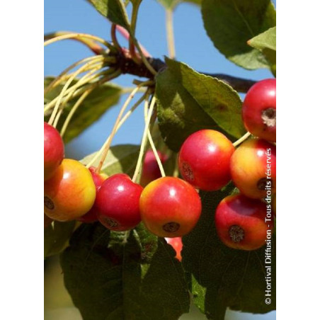 MALUS RED JEWEL