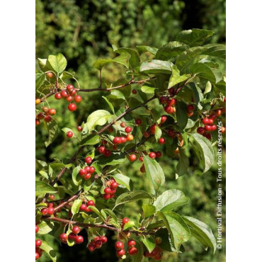 MALUS RED JEWEL