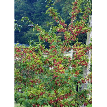 MALUS RED JEWEL