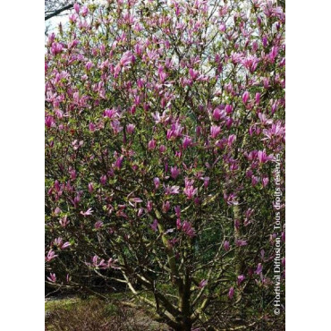 MAGNOLIA SUSAN