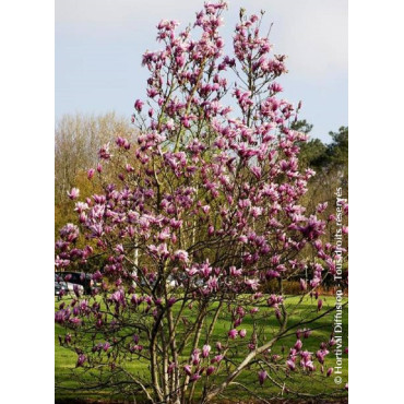 MAGNOLIA SUSAN