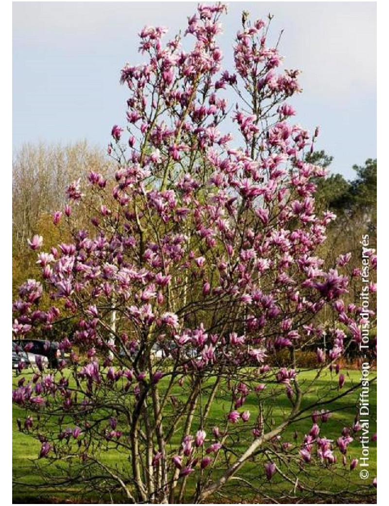 MAGNOLIA SUSAN