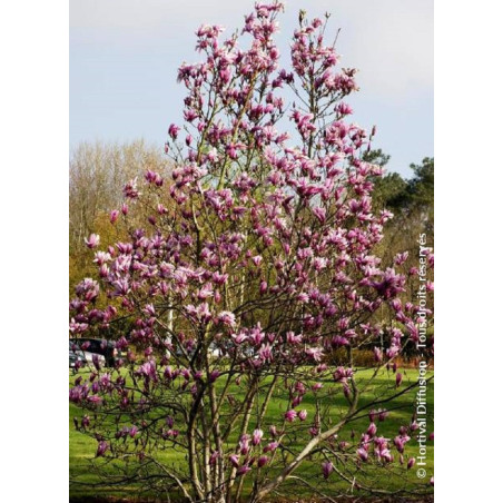 MAGNOLIA SUSAN