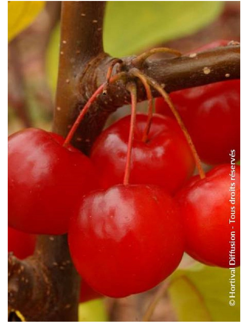 MALUS RED SENTINEL