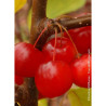 MALUS RED SENTINEL