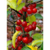 MALUS RED SENTINEL