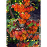 MALUS RED SENTINEL