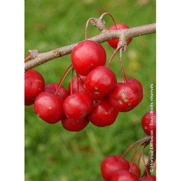 MALUS RED SENTINEL