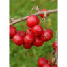 MALUS RED SENTINEL