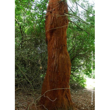 SEQUOIA sempervirens