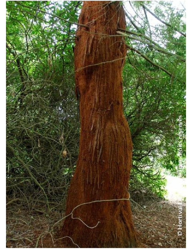 SEQUOIA sempervirens