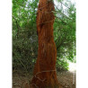 SEQUOIA sempervirens