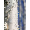 BETULA papyrifera