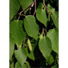 BETULA papyrifera