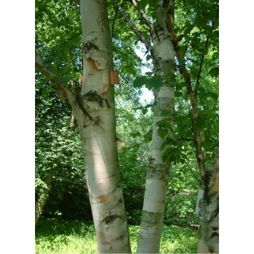 BETULA papyrifera