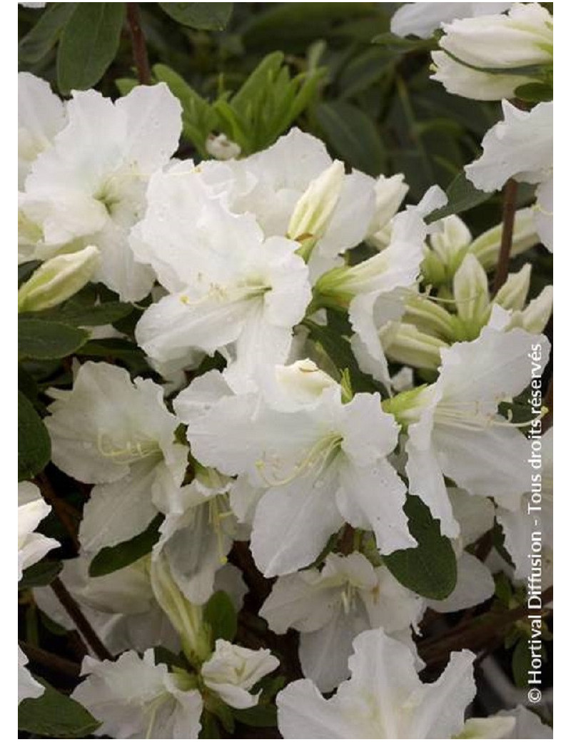 AZALEA repetita WHITE 