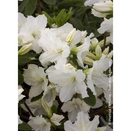 AZALEA repetita WHITE 