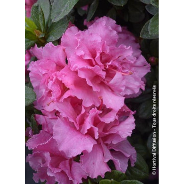 AZALEA repetita PINK