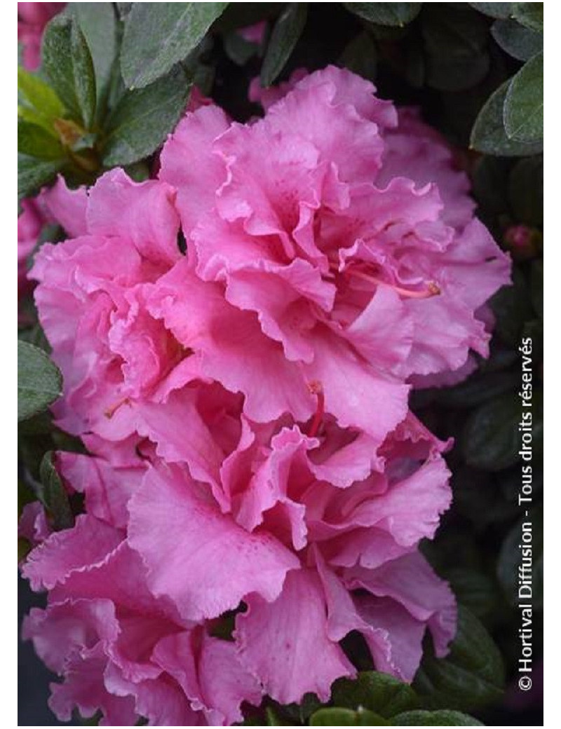 AZALEA repetita PINK