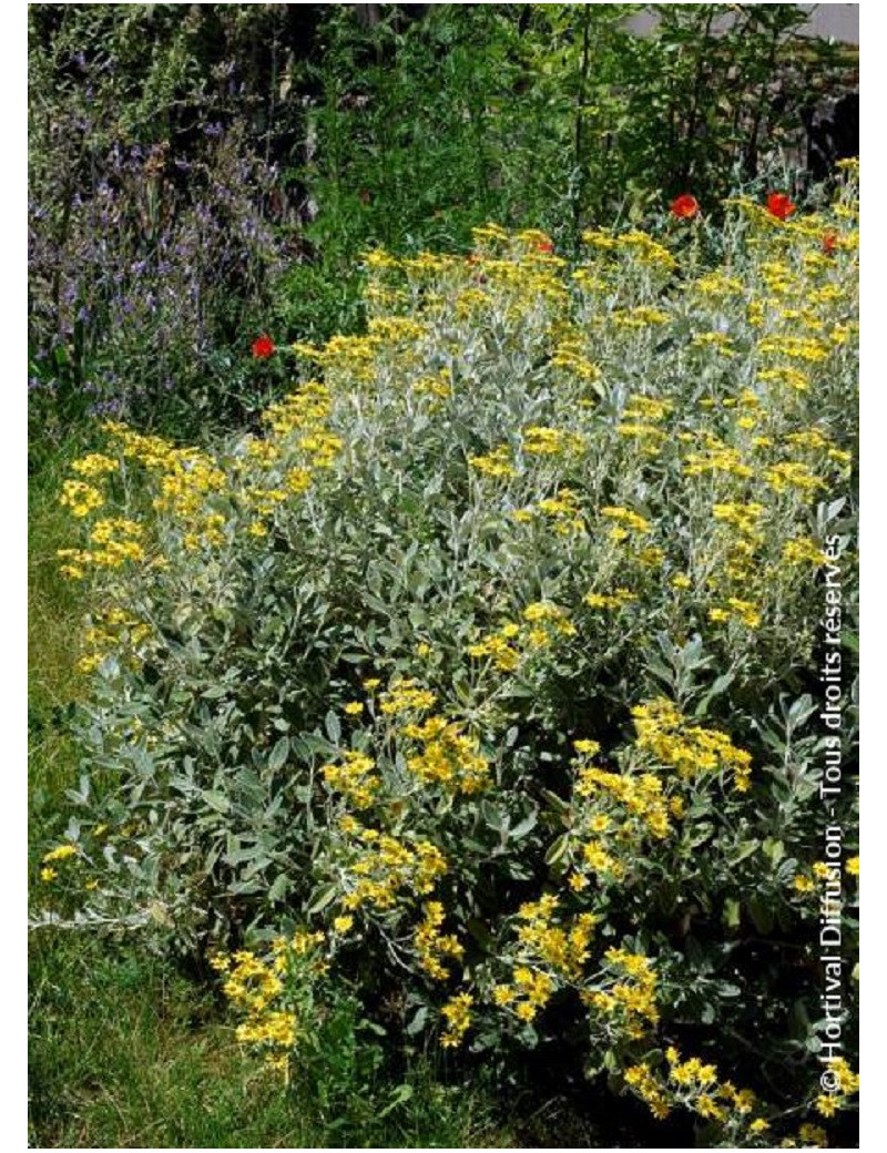 SENECIO compactus DRYSDALE