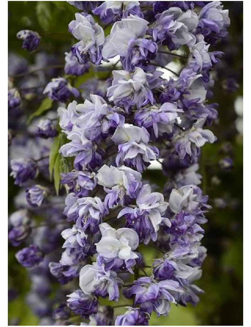 WISTERIA floribunda GRANDE DIVA CECILIA