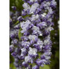 WISTERIA floribunda GRANDE DIVA CECILIA