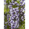 WISTERIA floribunda GRANDE DIVA CECILIA